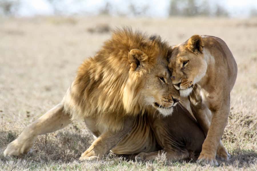 Hartbeespoort: Lion and Safari Park Guided Tour - Riding the route: what you will see in each park area