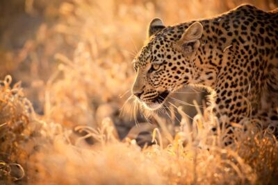Hartbeespoort: Lion and Safari Park Guided Tour