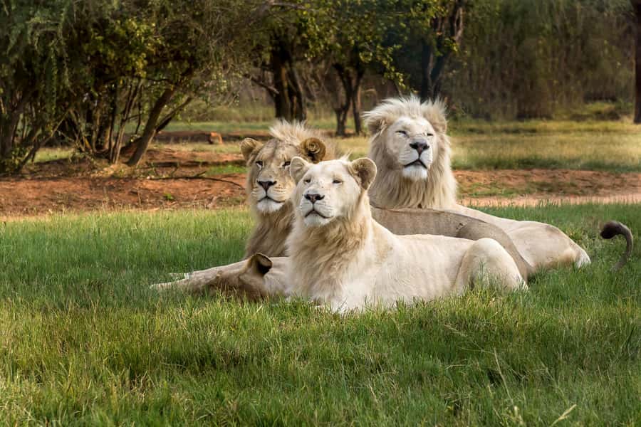Hartbeespoort: Lion and Safari Park Tour - Three hours in Hartbeespoort, built for first-time safari energy