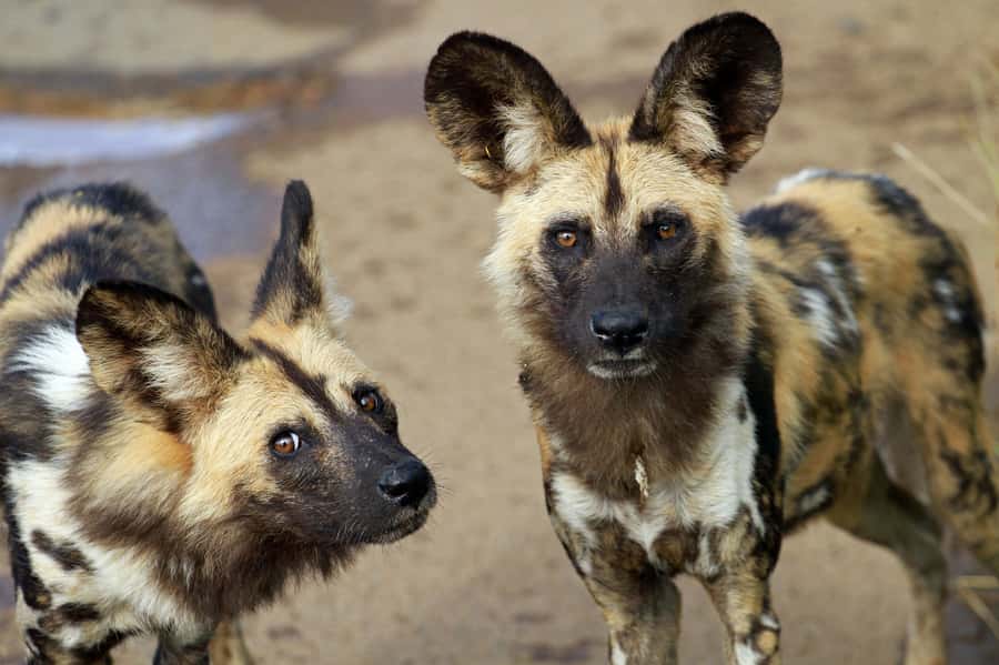 Hartbeespoort: Lion and Safari Park Tour - Your guide can make or break the drive