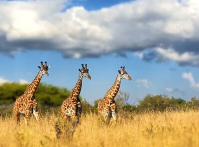 Hartbeespoort: Lion and Safari Park Tour