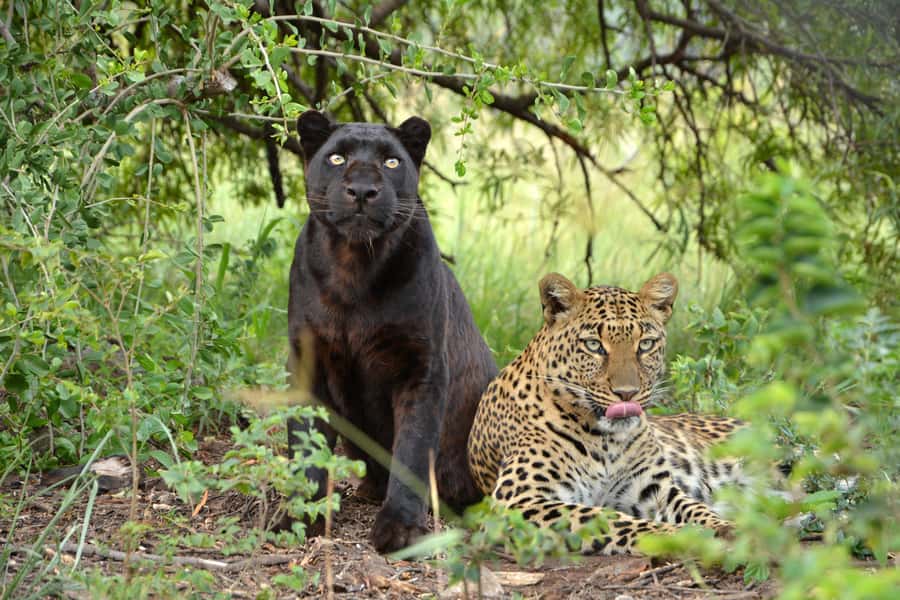 Hartbeespoort: Lion and Safari Park Tour - Practical ways to get the most from your 3-hour safari
