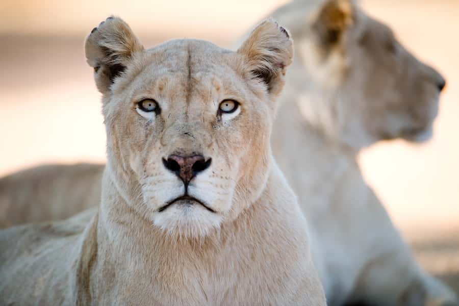 Hartbeespoort: Lion and Safari Park Tour - Who this Hartbeespoort tour is perfect for