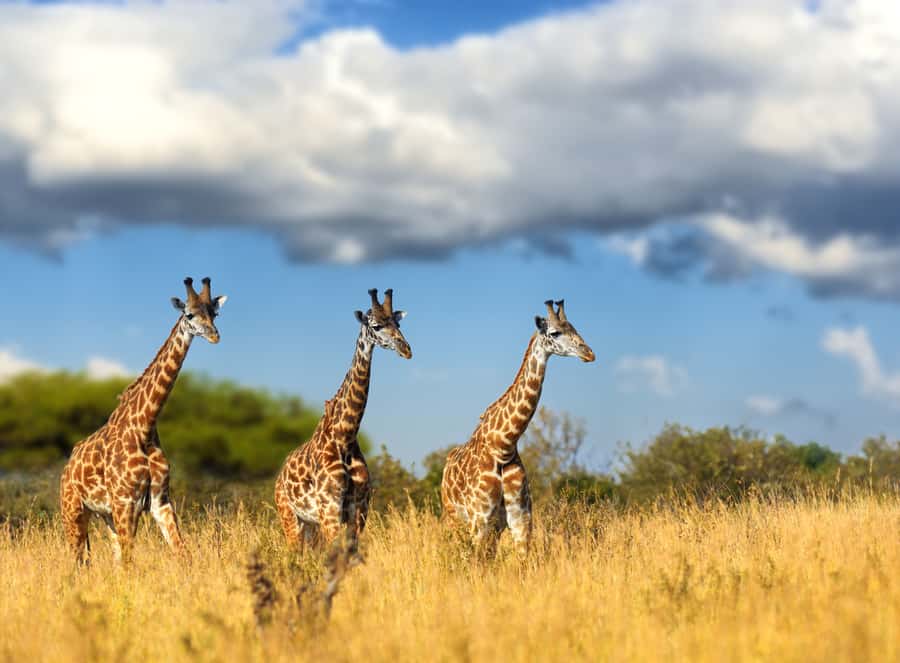 Hartbeespoort: Lion and Safari Park Tour - The Crocodile River beach stop that changes the mood