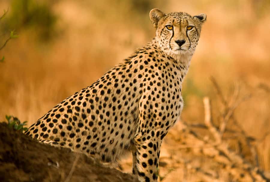 Hartbeespoort: Predator Safari with a Guide - Hartbeespoort Predator Safari at Lion & Safari Park: What You’re Actually Buying
