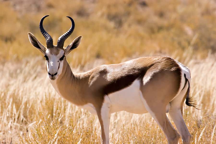 Hartbeespoort: Predator Safari with a Guide - The One-Hour Truck Drive, How the Timing Works in Practice