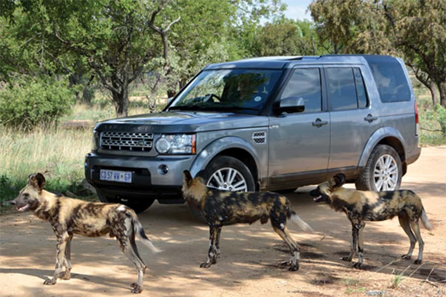 Hartbeespoort: Self-Drive Lion and Safari Park Tour - Key Things You Will Actually Care About