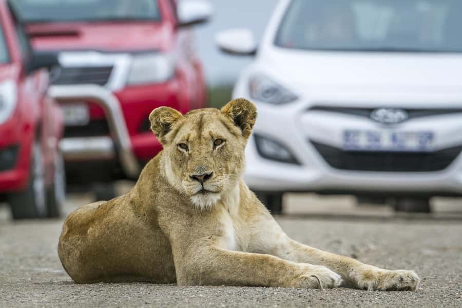 Hartbeespoort: Self-Drive Lion and Safari Park Tour - Hartbeespoort Safari: Why the Location Feels Like a Win