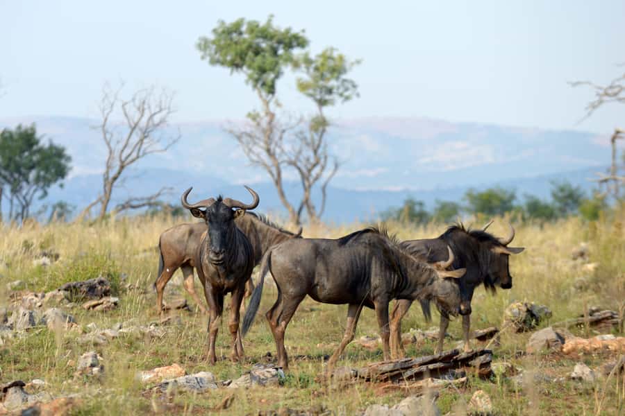 Hartbeespoort: Self-Drive Lion and Safari Park Tour - Self-Drive Rules, Timing Control, and the No-Guide Reality