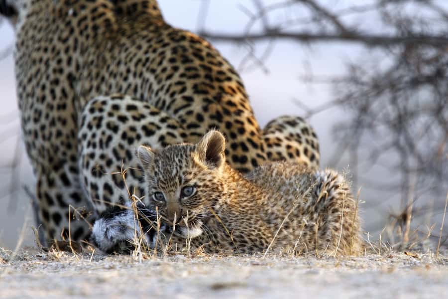 Hazyview: Private Full-Day Guided Kruger Safari - A Private Kruger Safari Day That Feels Like Your Own Route