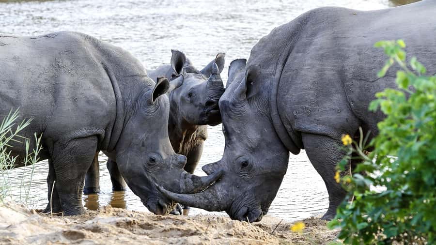 Hazyview: Private Full-Day Guided Kruger Safari - What You’ll Learn: Trees With Medicinal Uses and Animal Behavior in Context