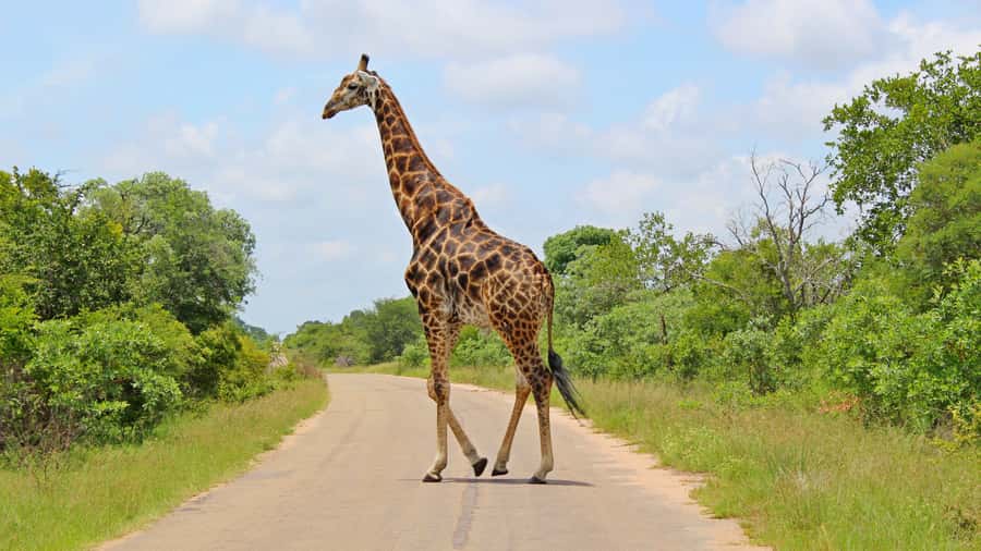 Hazyview: Private Full-Day Guided Kruger Safari - Breakfast, Lunch, and Food Timing Inside a Safari Day