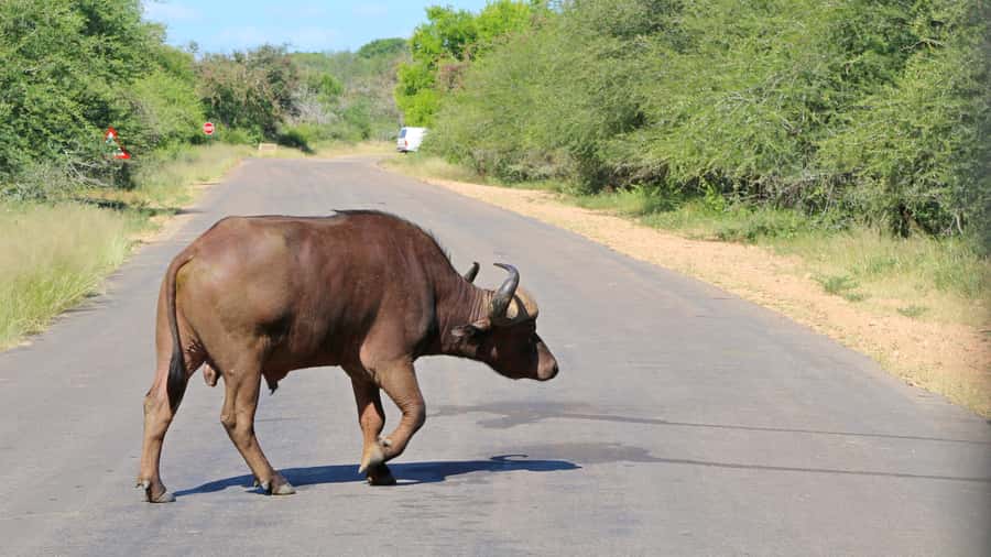 Hazyview: Private Full-Day Guided Kruger Safari - Animals, Roads, and Realistic Expectations in Kruger