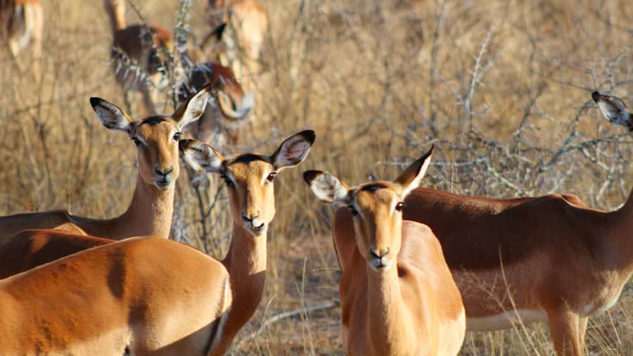 Hazyview: Private Full-Day Guided Kruger Safari - Price and Value: Paying for Private Time Up to 4