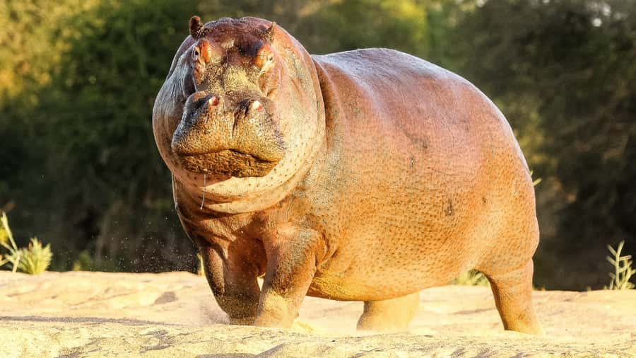 Hazyview: Private Full-Day Guided Kruger Safari - Who This Tour Suits Best, and Who Should Rethink It