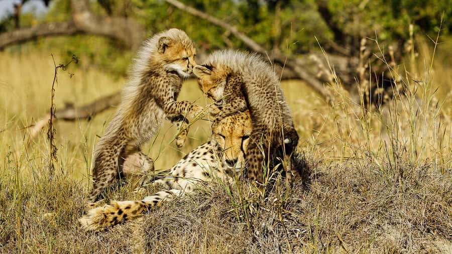 Hazyview: Private Full-Day Guided Kruger Safari - FAQ