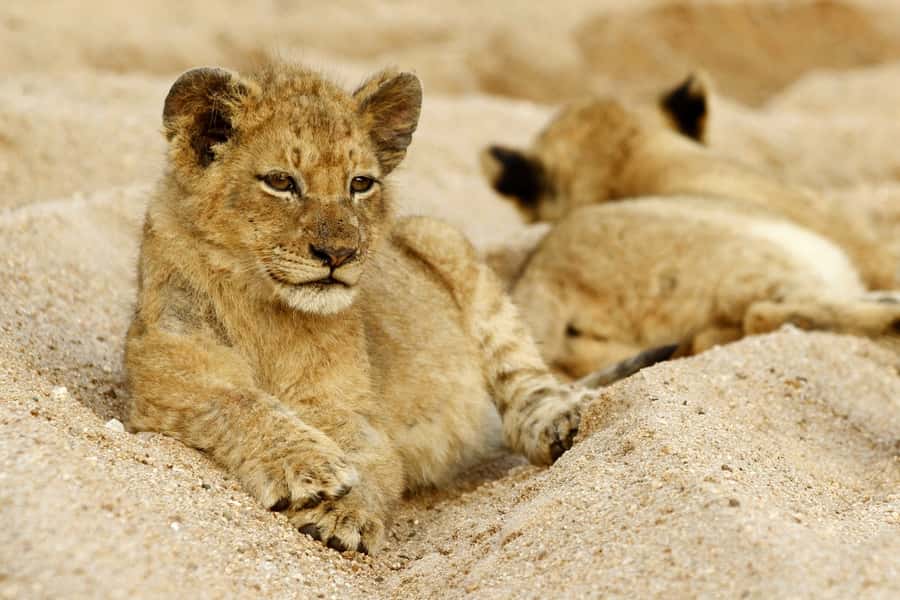 Hazyview: Private Full-Day Guided Kruger Safari - The Open Vehicle Advantage, Especially When You Want 360-Degree Scanning