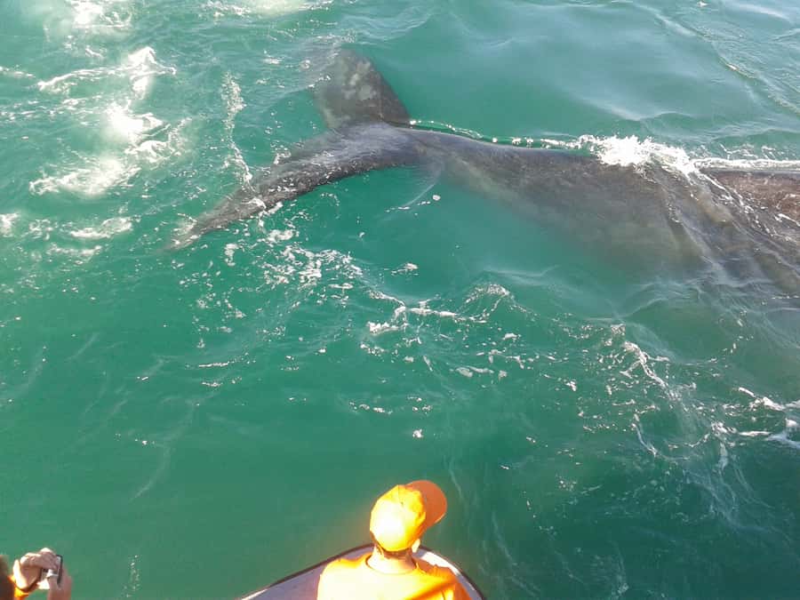 Hermanus: Boat Based Whale Watching Experience - Key things that make this whale cruise worth your time