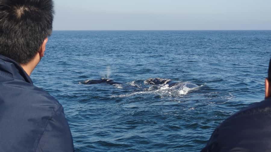 Hermanus: Boat Based Whale Watching Experience - Why Hermanus whale watching feels different once you’re at sea