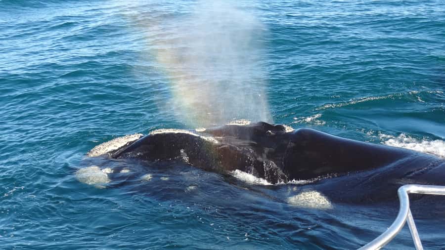 Hermanus: Boat Based Whale Watching Experience - Safety briefing and the top-deck viewing rules that affect your photos