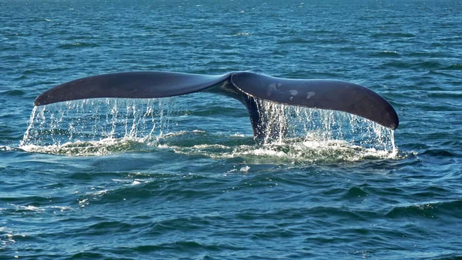 Hermanus: Boat Based Whale Watching Experience - The whale search in Walker Bay: patience, not panic