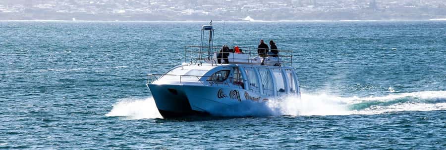 Hermanus: Boat Based Whale Watching Experience - More than whales: dolphins, seals, and seabirds on the same route