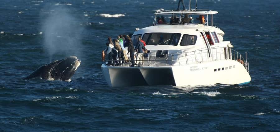 Hermanus: Whale and Dolphin Watching Boat Trip - Quick hits: what you’ll notice fast