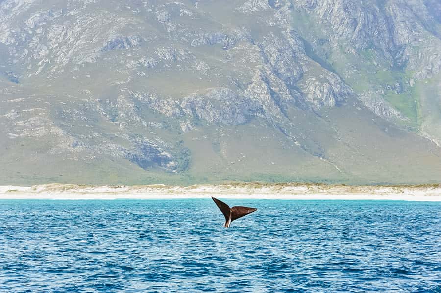 Hermanus: Whale and Dolphin Watching Boat Trip - Where Hermanus fits into South Africa’s whale story