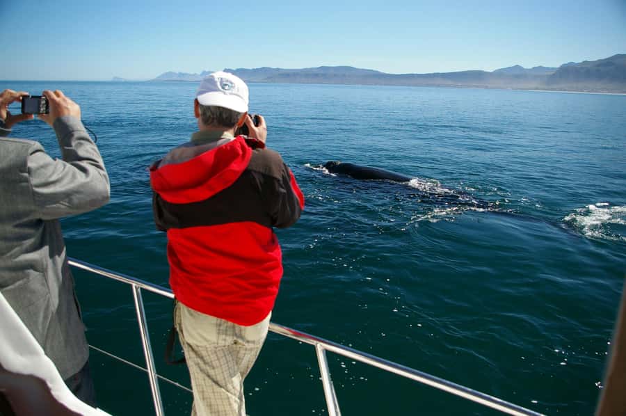 Hermanus: Whale and Dolphin Watching Boat Trip - The core experience: how the cruise works in real time