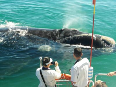 Whale and Dolphin Watching Boat Trip