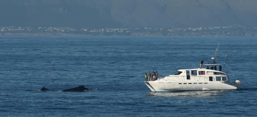 Hermanus: Whale and Dolphin Watching Boat Trip - What you can see: southern right, humpback, Bryde’s, and dolphins