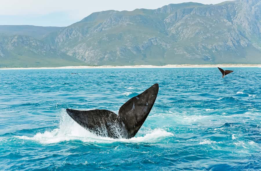 Hermanus: Whale and Dolphin Watching Boat Trip - The guide experience: what whale specialists add to the trip