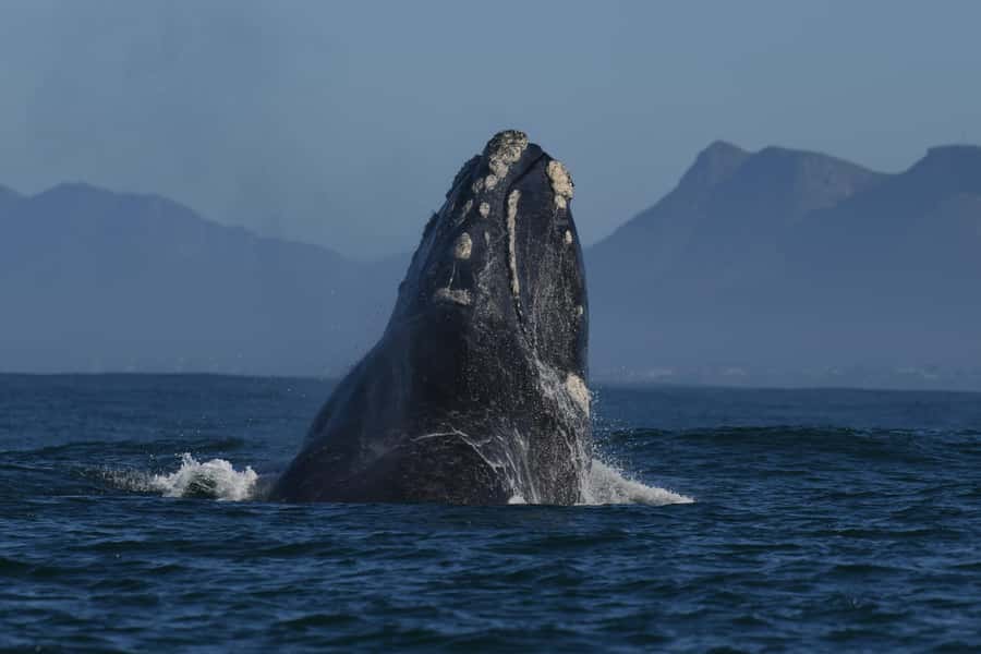 Hermanus: Whale Watching and Wine Testing - Key things that make this day work