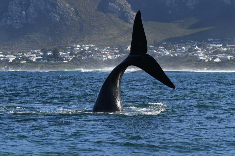 Hermanus: Whale Watching and Wine Testing - The Hermanus waterfront lunch stop, plan for meals