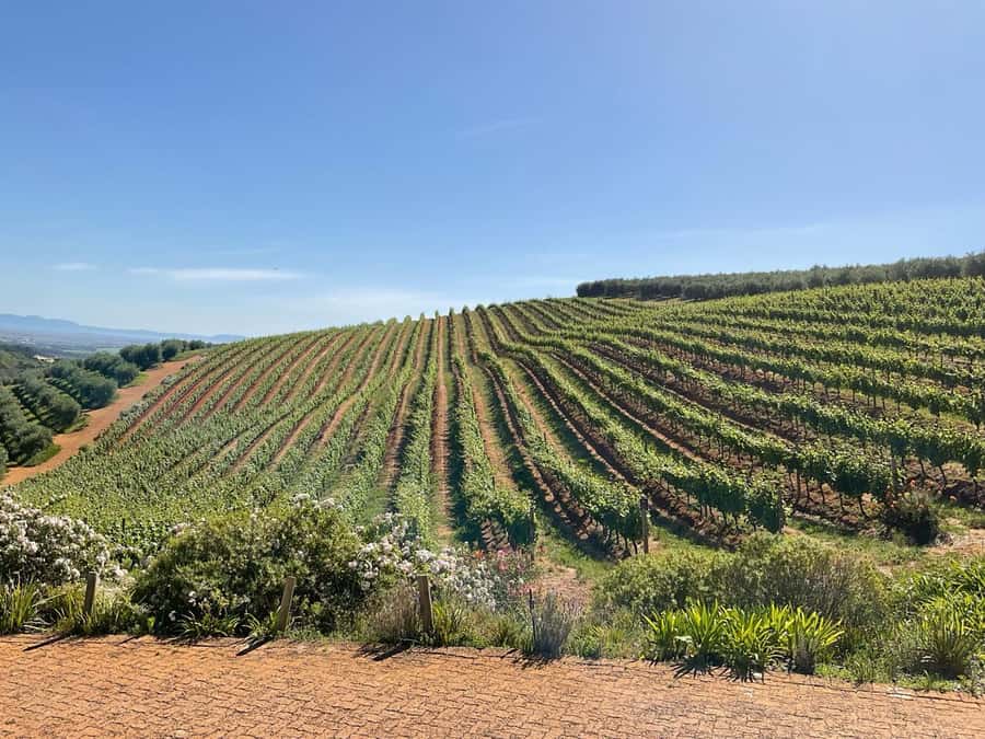Hermanus: Whale Watching and Wine Testing - Winelands wine tastings, Benguela Cove if you start in Hermanus