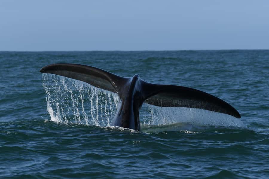Hermanus: Whale Watching and Wine Testing - How the tasting session helps you taste like a local