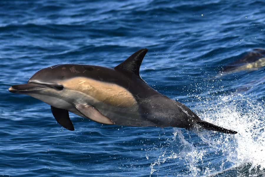 Hermanus: Whale Watching and Wine Testing - Private pickup in Cape Town, not the cattle-car route