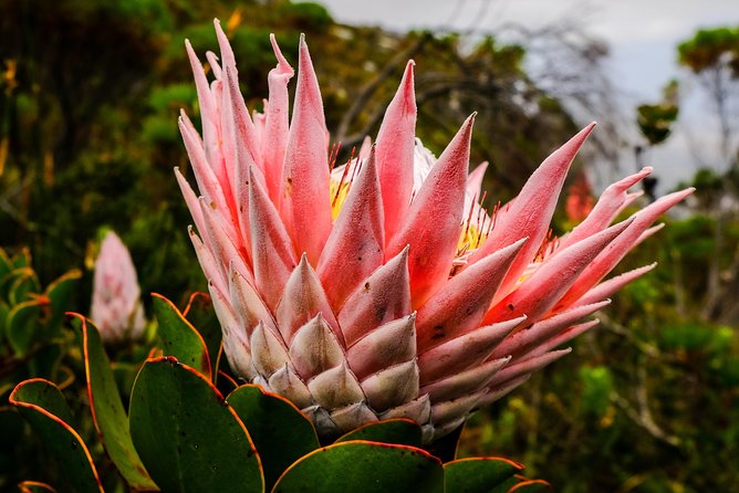 Hike Table Mountain via the India Venster trail - Stop 2: Summit Plateau Time, Then Cable Car Down If the Weather Plays Nice