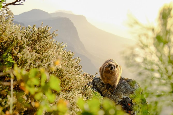 Hike Table Mountain via the India Venster trail - How Hard Is It, Really? (And Who Should Skip This Route)