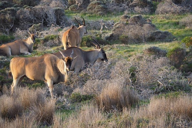Hiking Cape of Good hope, Cape Point & Penguins Private Full Day - A Waterfront Start That Sets the Tone for the Whole Day