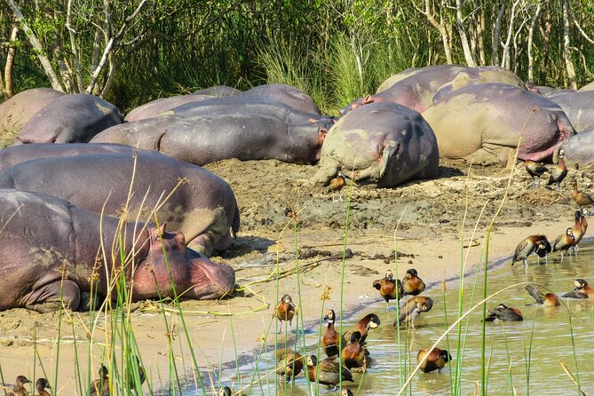 Hippo and Croc Boat Cruise in Saint Lucia with collection - Why this St Lucia hippo and croc cruise makes sense
