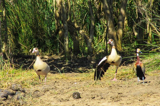 Hippo and Croc Boat Cruise in Saint Lucia with collection - Hippos, crocodiles, herons, and crakes: how to spot what matters