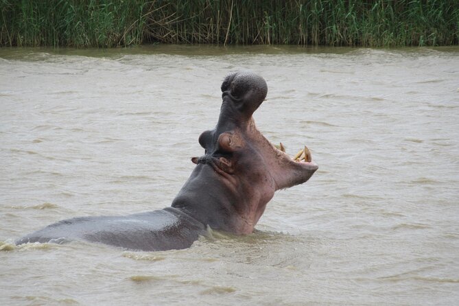 Hippo and Croc Boat Cruise in Saint Lucia with collection - KwaZulu-Natal context without paying for more tickets