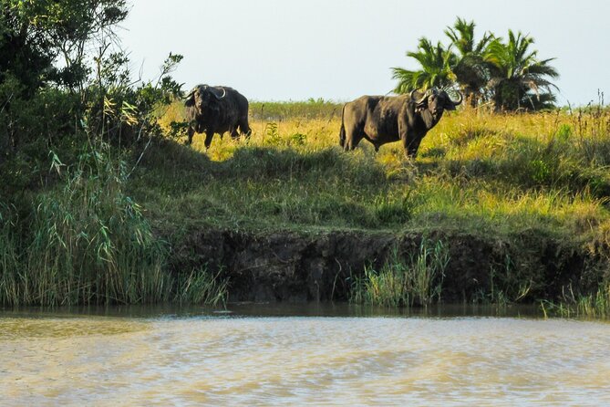 Hippo and Croc Boat Cruise in Saint Lucia with collection - Price and value: is $25.88 a smart buy?