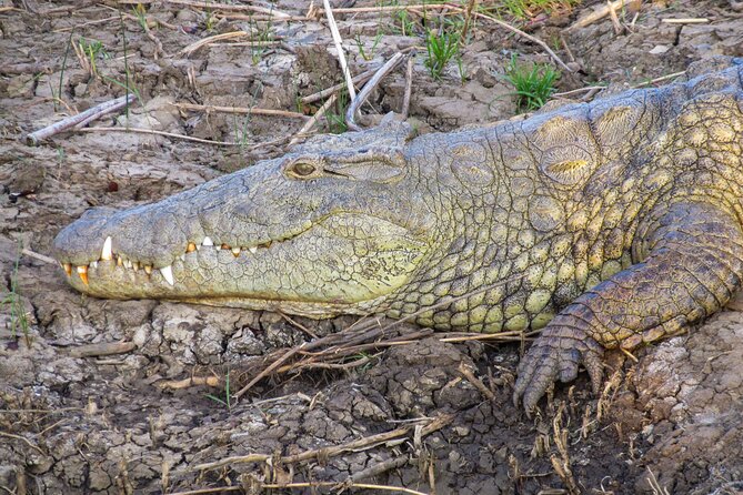 Hippo and Croc Boat Cruise in Saint Lucia with collection - What the guide experience feels like on board