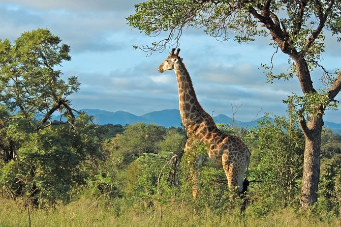 Hluhluwe Game Reserve Safari from Durban - Key Things to Know Before You Go to Hluhluwe-iMfolozi from Durban