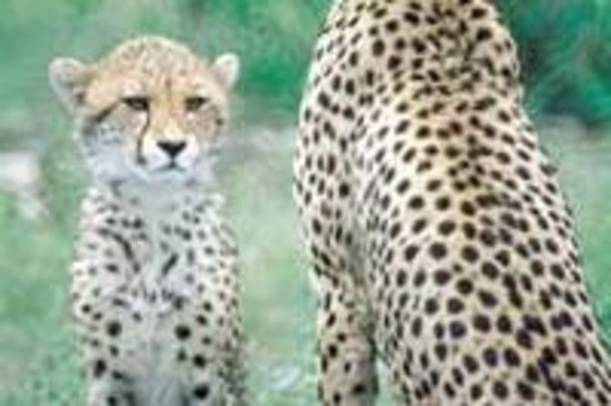 Hluhluwe Game Reserve Safari from Durban - Hluhluwe-iMfolozi Game Drive: What a Closed Vehicle Really Changes