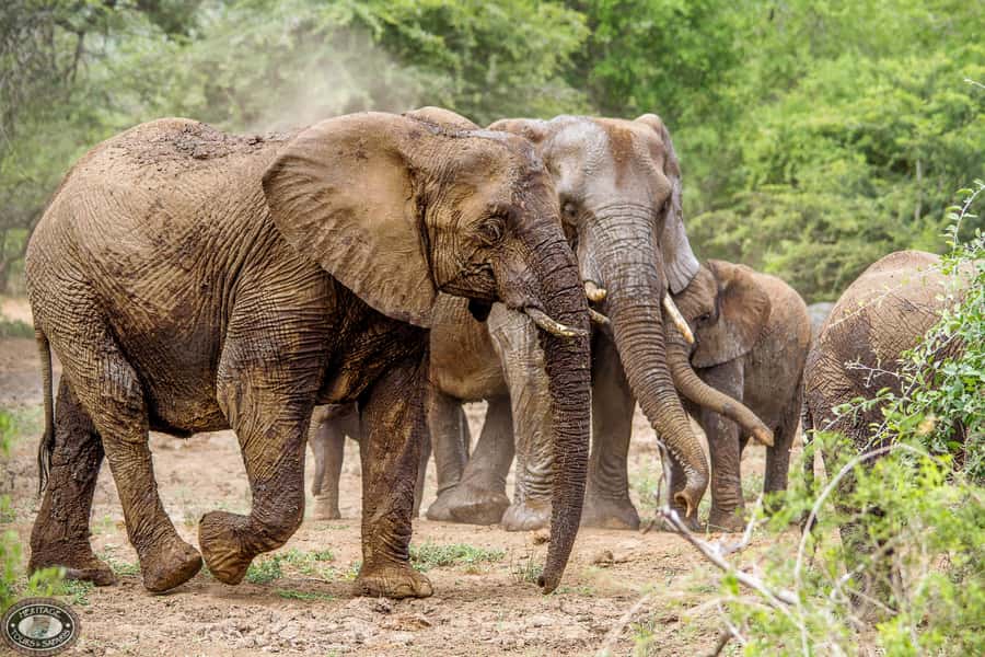 Hluhluwe-Imfolozi: Big 5 Full or Half-Day Safari - Bush breakfast at first light, a simple upgrade to your day