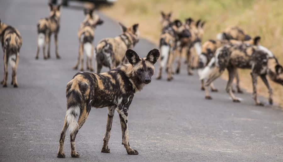 Hluhluwe-Imfolozi: Big 5 Full or Half-Day Safari - Game drives inside Hluhluwe-Imfolozi: how your ranger finds the action