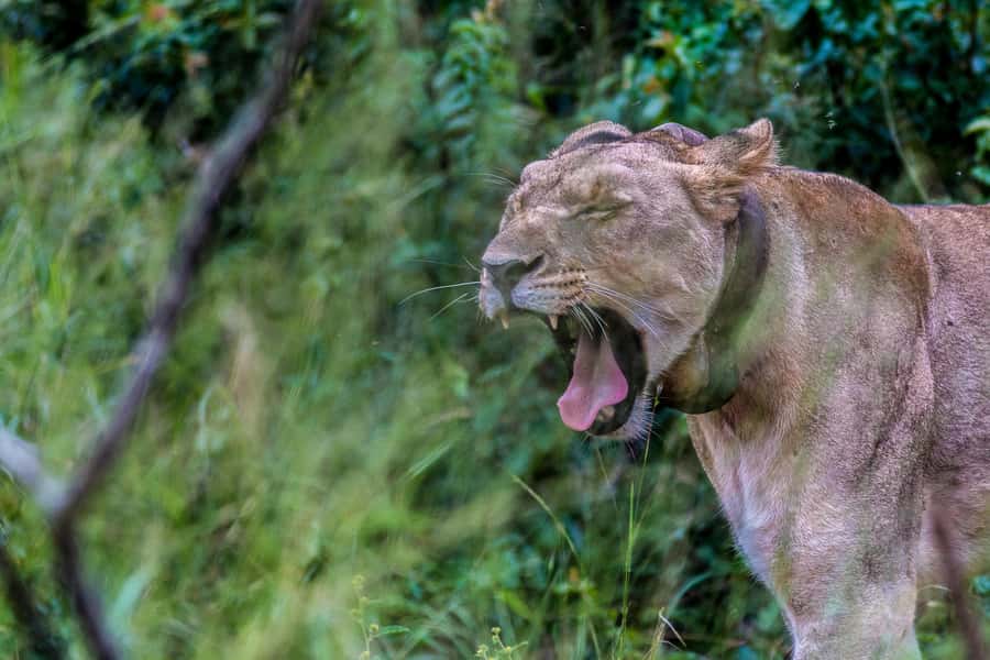 Hluhluwe-Imfolozi: Big 5 Full or Half-Day Safari - Lions, rhinos, elephants, and the moments you can’t plan for